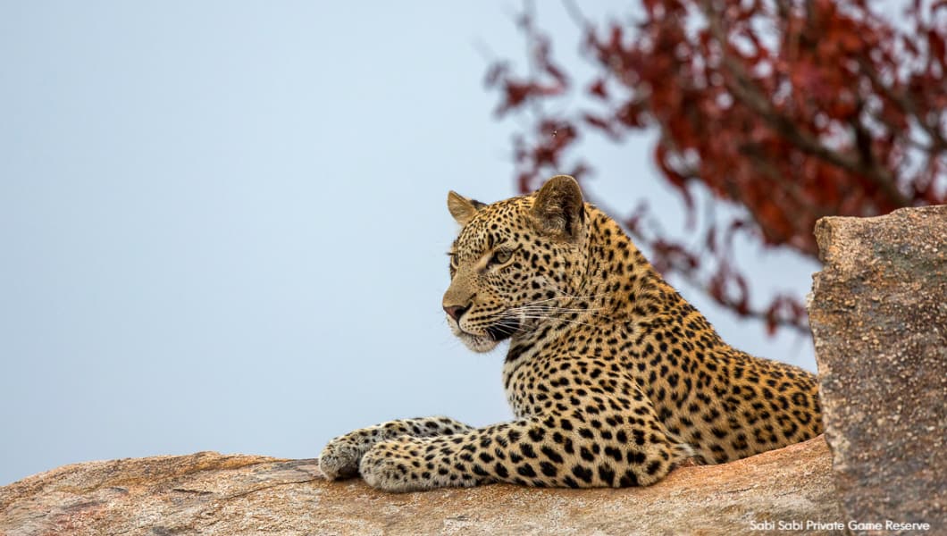 Leopard at Sabi Sabi